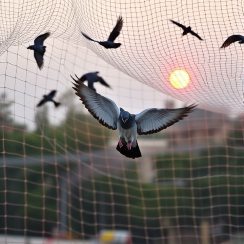 Bluelotus Enterprises